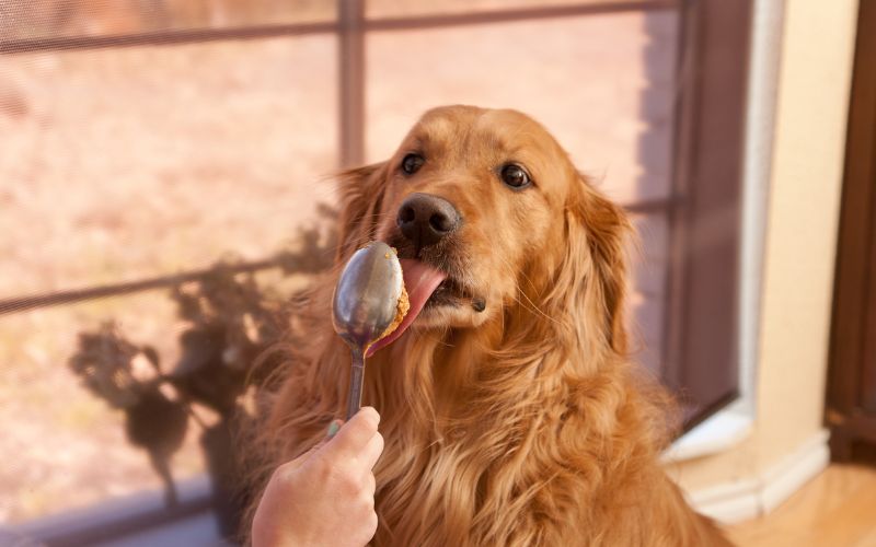 The Joy of Homemade: Nutritious and Delicious Pet Treat Recipes