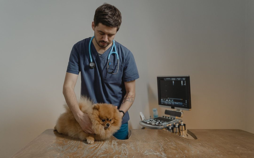 The Evolution of Pet Care: From Smart Toys to Health Monitors