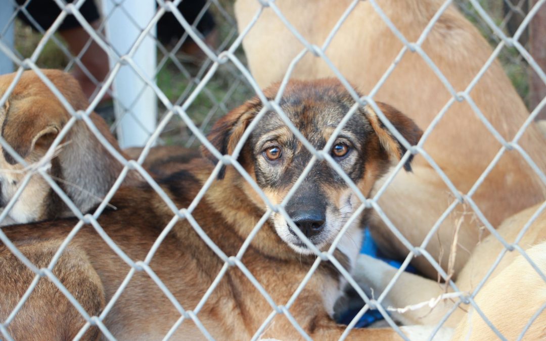 Adopt, Don’t Shop: The Lifesaving Impact of Animal Adoption